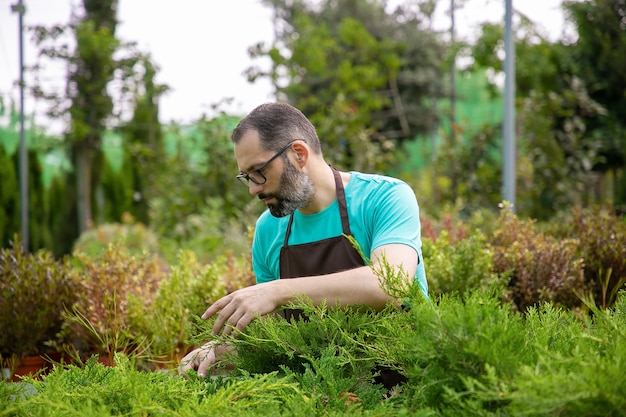 Jardinero de mediana edad pensativo mirando plantas de hoja perenne. Hombre canoso en anteojos con camisa azul y delantal creciendo pequeñas thujas en invernadero. Jardinería comercial y concepto de verano.