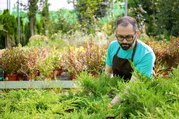 Jardinero de mediana edad pensativo con pequeña thuja en maceta. Trabajador de jardín barbudo con gafas con camisa azul y delantal que cultivan plantas de hoja perenne en invernadero. Jardinería comercial y concepto de verano.