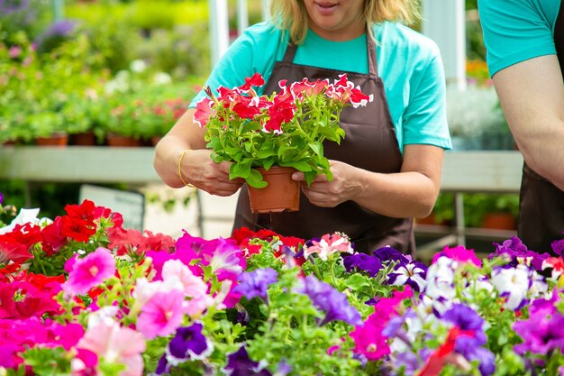 Jardinero mujer irreconocible sosteniendo una olla con bonitas flores. Mujer rubia en delantal negro cuidando y controlando las plantas florecientes en invernadero con su colega. Actividad de jardinería y concepto de verano.