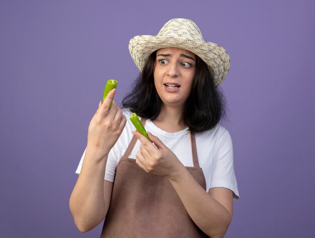 Jardinero mujer morena joven ansioso en uniforme con sombrero de jardinería sosteniendo y mirando pimiento picante roto aislado en la pared púrpura