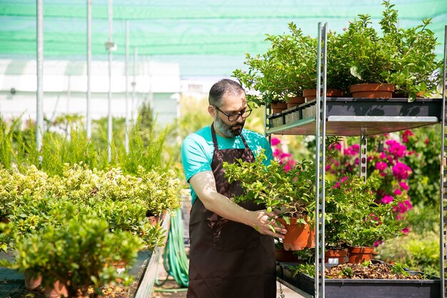 Jardinero pensativo barbudo sosteniendo maceta con planta y colocándola en bandeja. Trabajador de invernadero profesional que trabaja con diferentes flores durante el día soleado. Jardinería comercial y concepto de verano.