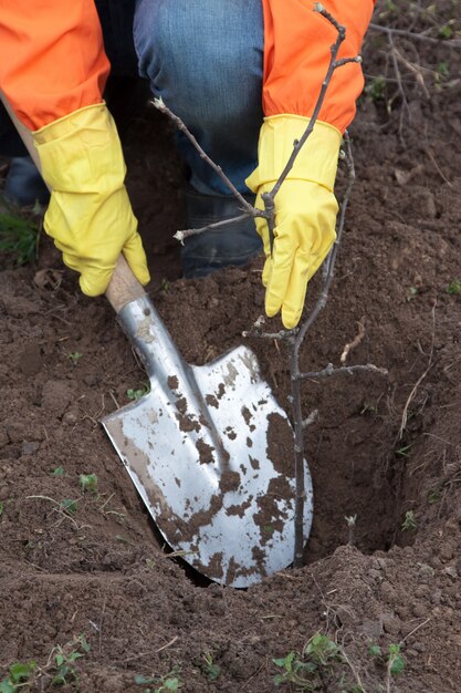 jardinero plantando el árbol en primavera