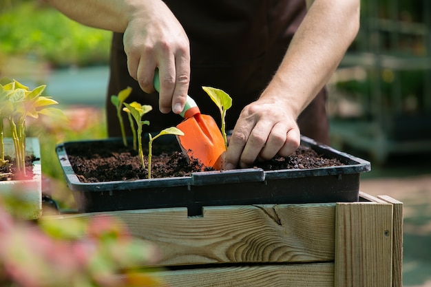 Jardinero plantando brotes, usando pala y tierra de excavación. primer plano, disparo recortado. trabajo de jardinería, botánica, concepto de cultivo