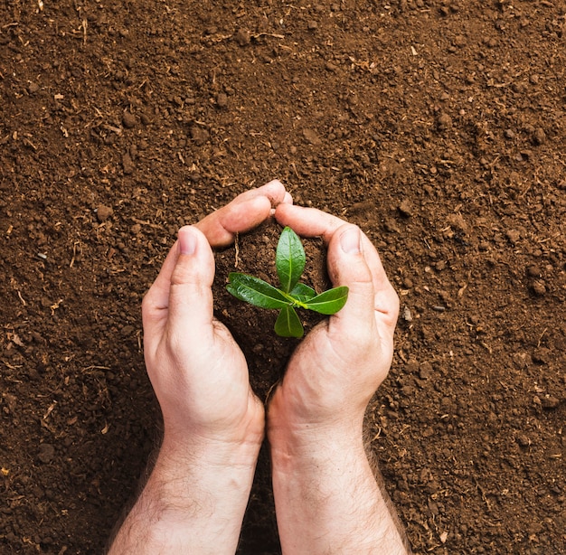 Jardinero plantando en la tierra