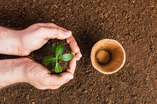 Jardinero plantando visto desde arriba