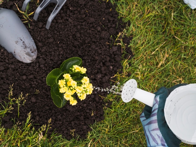 Foto gratuita jardinero que riega la planta suculenta en el suelo