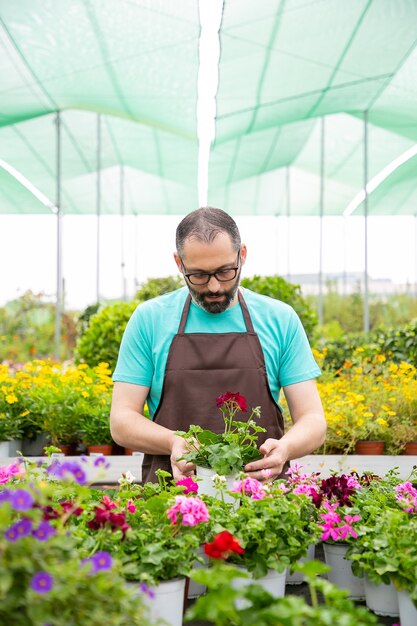 Jardinero serio en delantal cultivo de geranios en invernadero