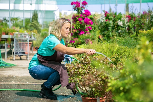 Jardinero de sexo femenino en cuclillas y regar las plantas en macetas de la manguera. Mujer rubia caucásica con camisa azul y delantal, cultivo de flores en invernadero. Actividad de jardinería comercial y concepto de verano.