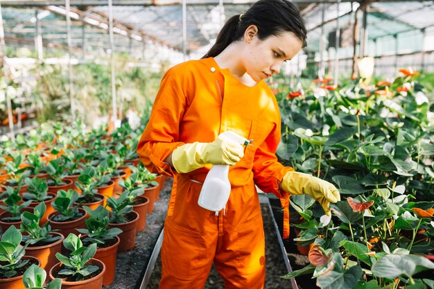 Jardinero de sexo femenino joven con la planta de examen de la botella del espray en invernadero