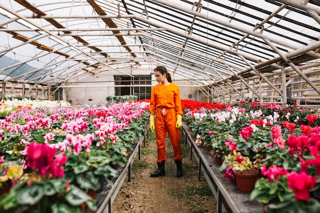 Jardinero de sexo femenino joven que examina las flores en invernadero