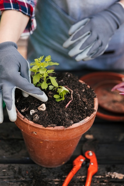 Jardinero de sexo femenino joven que lleva los guantes que plantan el almácigo en el pote rojo