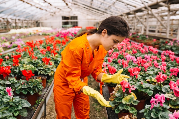 Foto gratuita jardinero de sexo femenino joven que mira la flor rosada del ciclamen