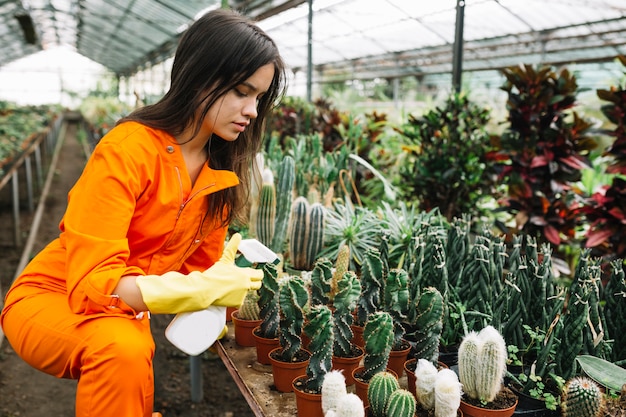 Jardinero de sexo femenino joven que rocía el agua en las plantas suculentas en invernadero