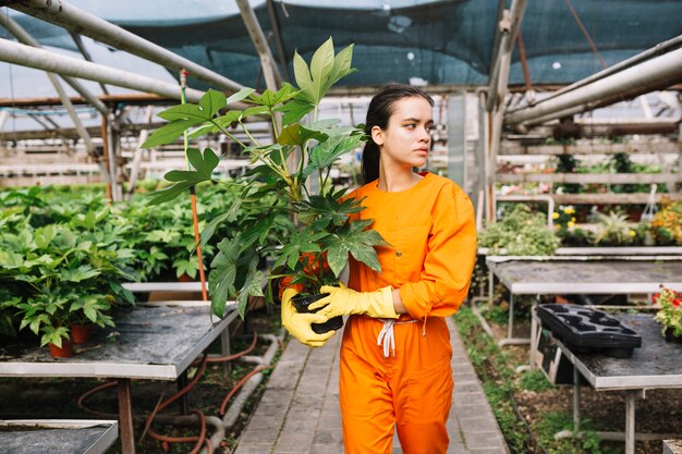 Jardinero de sexo femenino joven que sostiene el pote del japonica del fatsia en invernadero