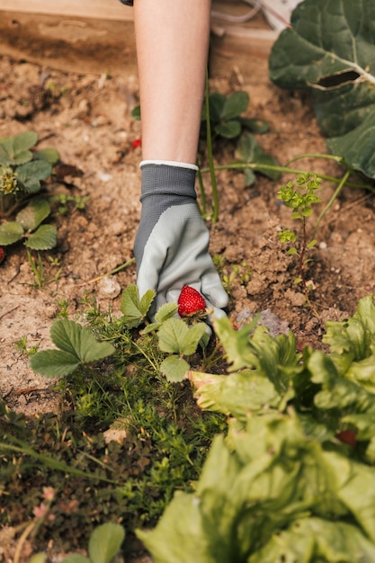 Un jardinero de sexo femenino que muestra la fresa en la mano