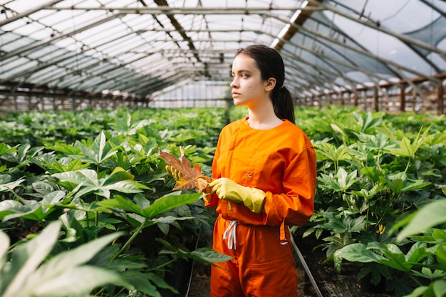 Jardinero de sexo femenino que sostiene la hoja amarilla del japonica del fatsia