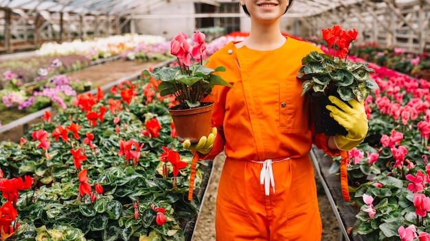 Jardinero de sexo femenino que sostiene las macetas rosadas y rojas del ciclamen en invernadero