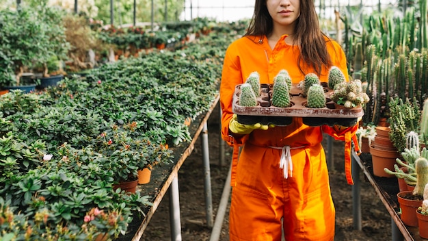 Jardinero de sexo femenino que sostiene las plantas suculentas