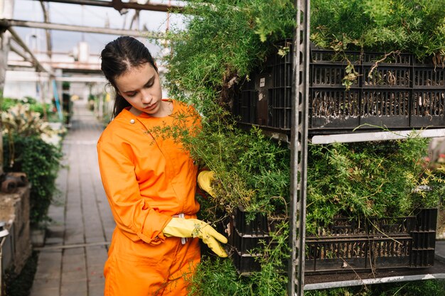 Jardinero de sexo femenino en ropa de trabajo que examina las plantas en el invernadero