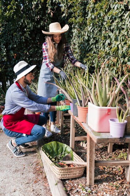 Jardinero de sexo femenino y de sexo masculino que cuida de las plantas de aloevera en la tabla en el jardín