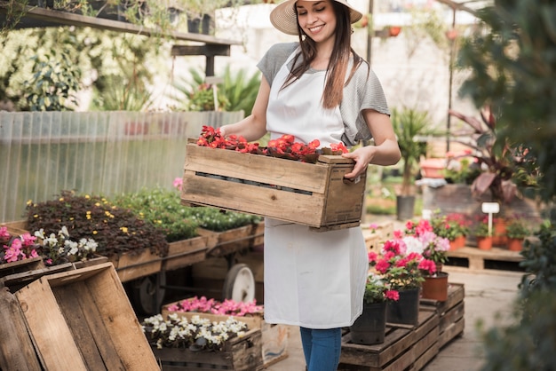 Jardinero de sexo femenino sonriente que sostiene el cajón de flores rojas de la begonia en invernadero