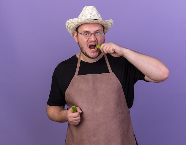 Foto gratuita jardinero de sexo masculino joven enojado con sombrero de jardinería tratando de pimienta aislado en la pared azul