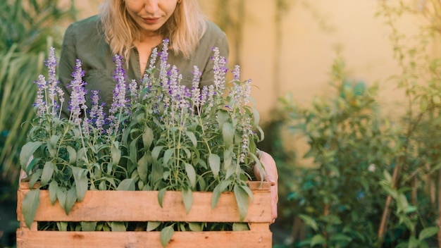 Jardinero sosteniendo caja de madera con plantas de maceta de lavanda