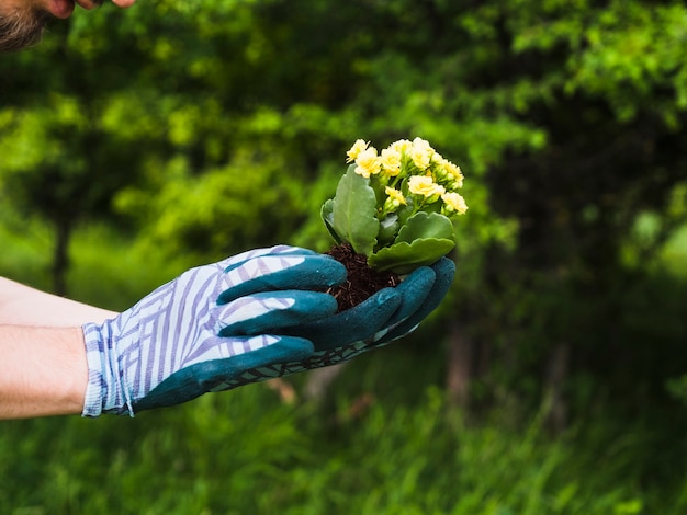 Jardinero, tenencia, planta floreciendo