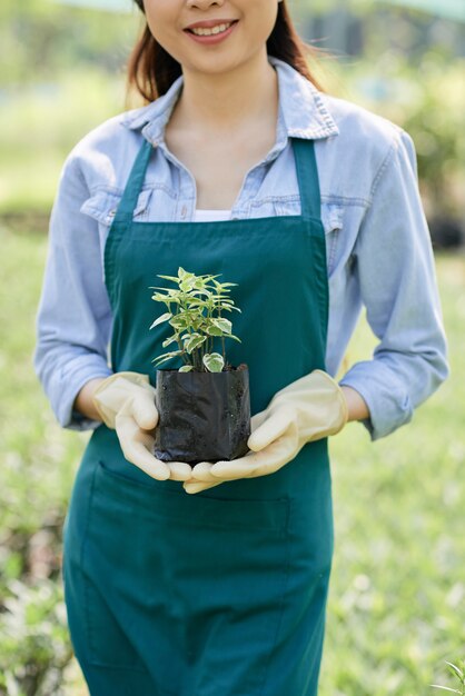 Jardinero, tenencia, planta