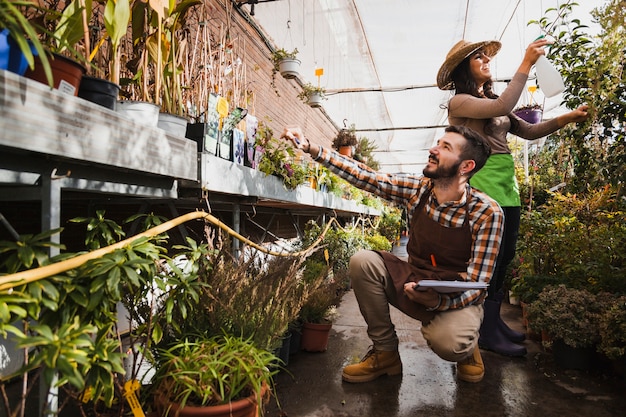 Jardineros alegres que trabajan en invernadero