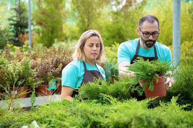 Jardineros concentrados arreglando plantas de coníferas en el jardín. Hombre y mujer vistiendo delantales y creciendo pequeña thuja en invernadero. Enfoque selectivo. Actividad de jardinería comercial y concepto de verano.