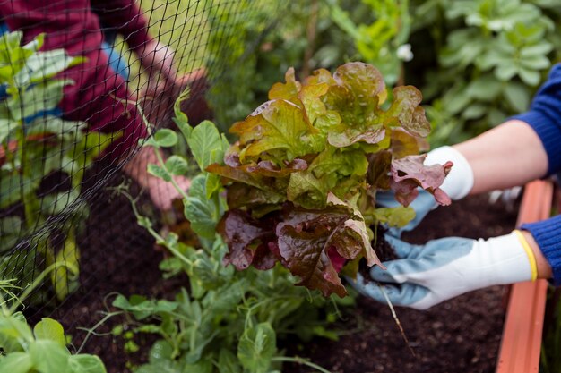 Jardineros cuidando plantas