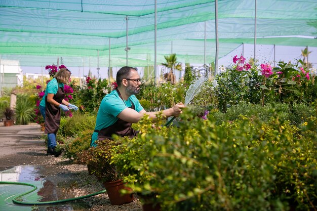 Jardineros en delantales que cultivan plantas en invernadero, utilizando una manguera para regar. Hombre en delantal con salpicaduras de agua. Concepto de trabajo de jardinería