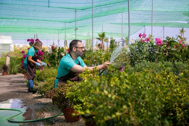 Jardineros en delantales que cultivan plantas en invernadero, utilizando una manguera para regar. Hombre en delantal con salpicaduras de agua. Concepto de trabajo de jardinería