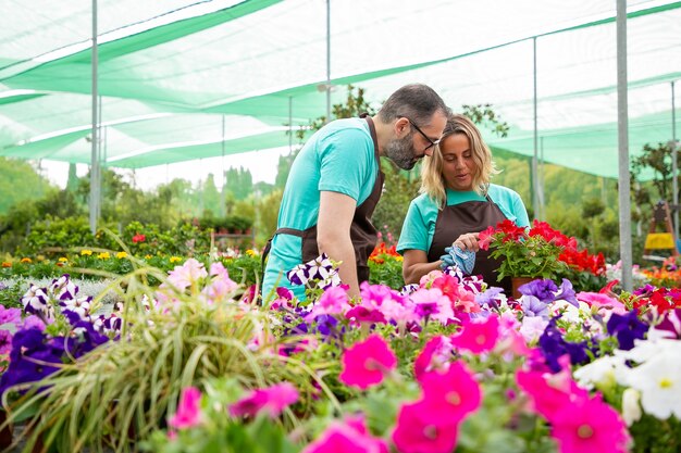 Jardineros profesionales discutiendo pétalos rojos de la planta de petunia