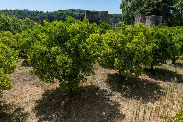 Jardines del Castillo Templario bajo la luz del sol y un cielo azul en Tomar en Portugal