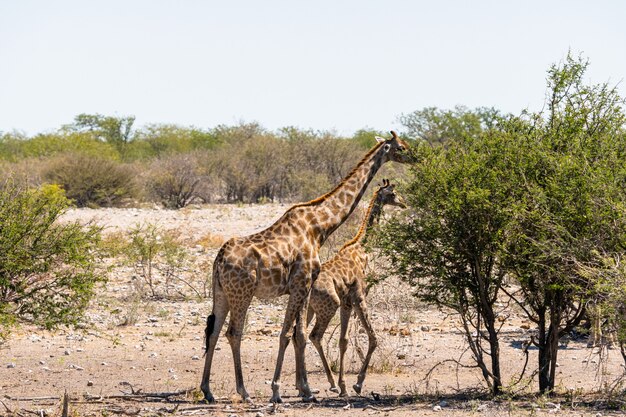 Jirafa comiendo pequeñas hojas de acacia verde en Okaukuejo, Parque Nacional de Etosha, Namibia