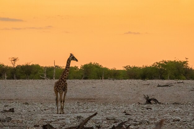 Jirafa comiendo pequeñas hojas de acacia verde en Okaukuejo, Parque Nacional de Etosha, Namibia