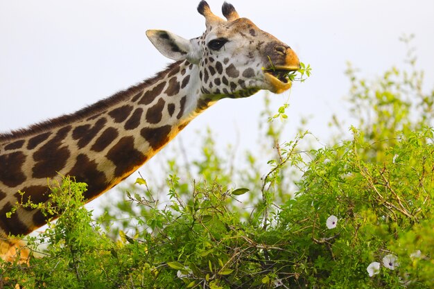 Jirafa Masai en el Parque Nacional de Tsavo East, Kenia, África