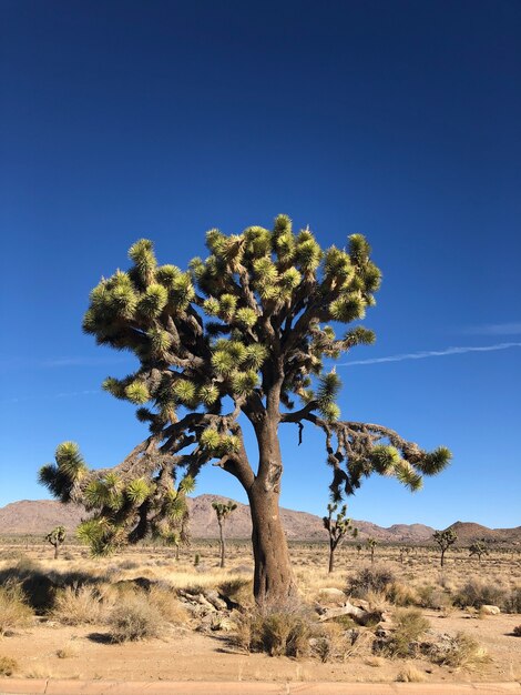 Joshua Tree en el Parque Nacional Joshua Tree, EE.