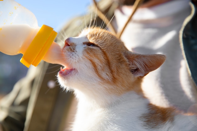 Joven agricultor alimentando a su gato con leche de una botella en la granja