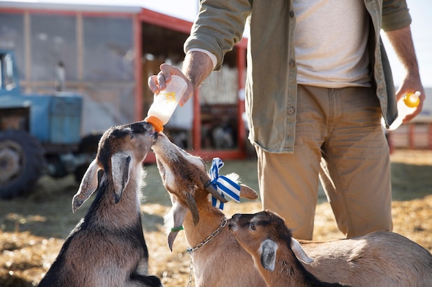 Joven agricultor alimentando a sus cabras con leche de una botella en la granja
