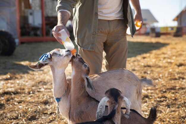 Joven agricultor alimentando a sus cabras con leche de una botella en la granja