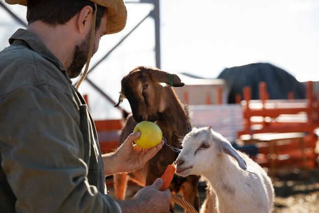 Joven agricultor alimentando a sus cabras con verduras en la granja