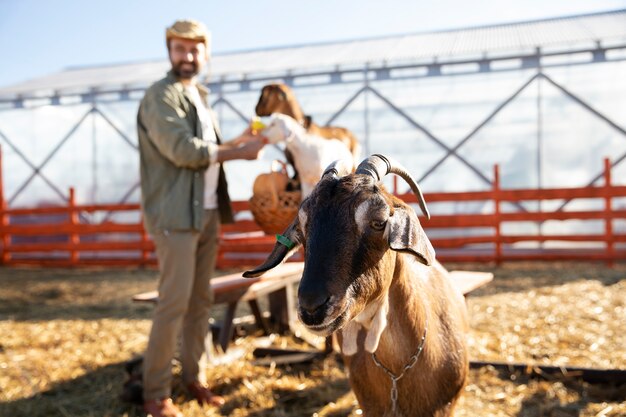 Joven agricultor alimentando a sus cabras con verduras en la granja