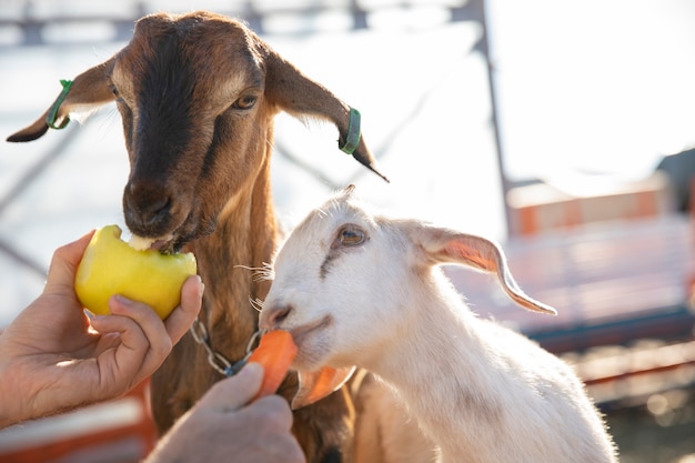 Joven agricultor alimentando a sus cabras con verduras en la granja
