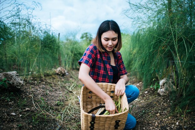 Joven agricultor cosecha espárragos frescos con la mano puesta en la canasta.