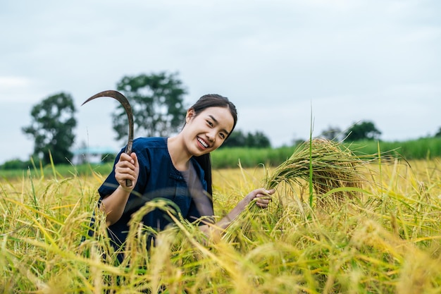 Joven agricultora asiática cosecha del arroz maduro con una hoz en el campo de arroz