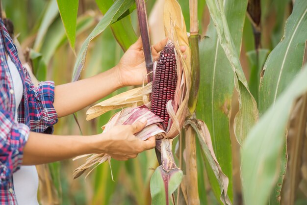 Joven agricultora trabajando en el campo y controlando plantas.