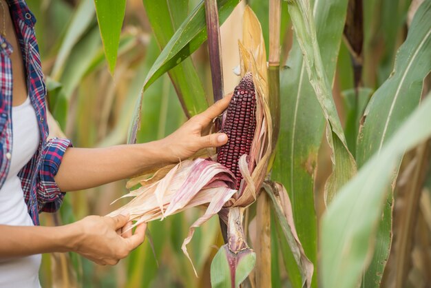 Joven agricultora trabajando en el campo y controlando plantas.